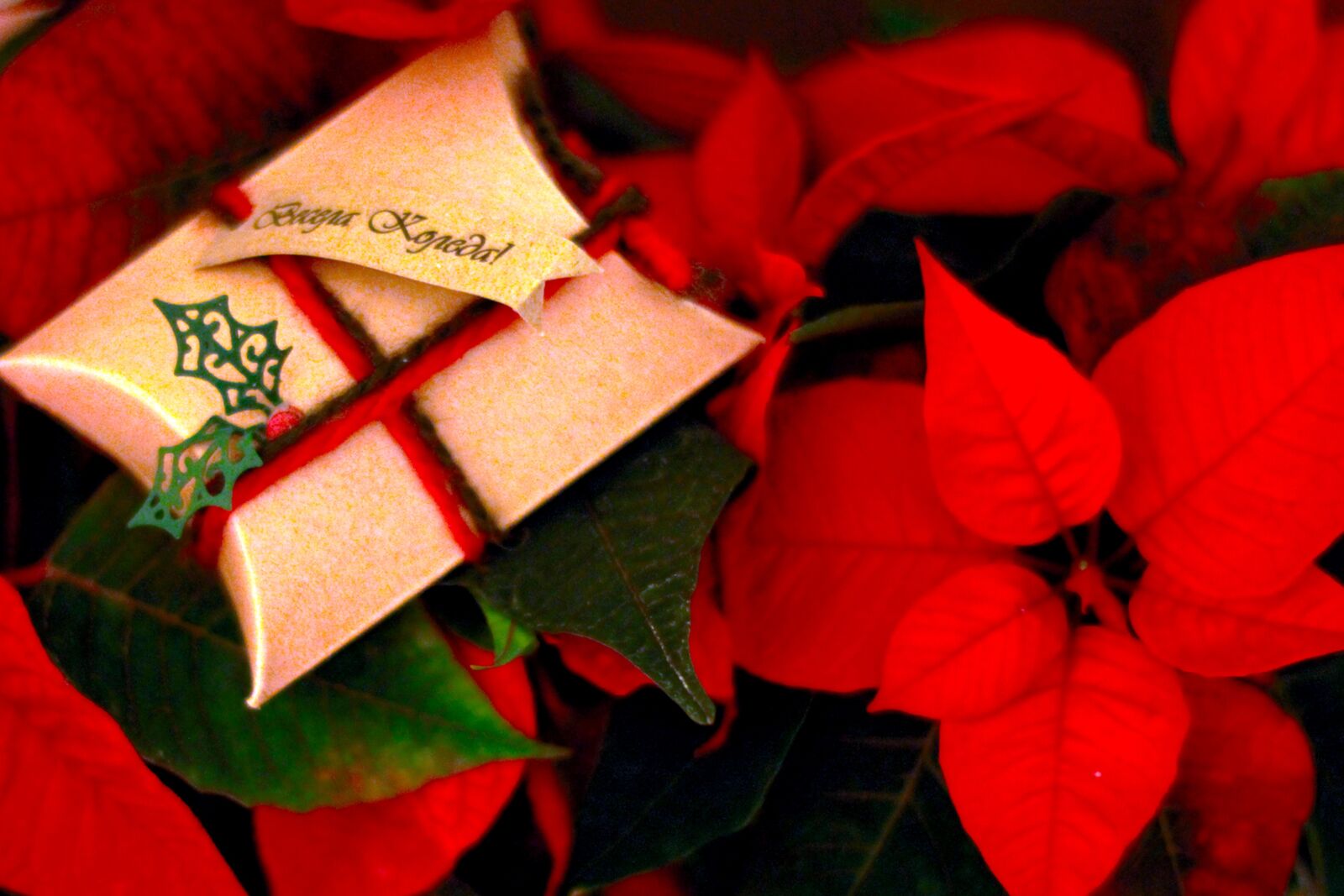 Canon EOS 1200D (EOS Rebel T5 / EOS Kiss X70 / EOS Hi) sample photo. Christmas, gift, new photography
