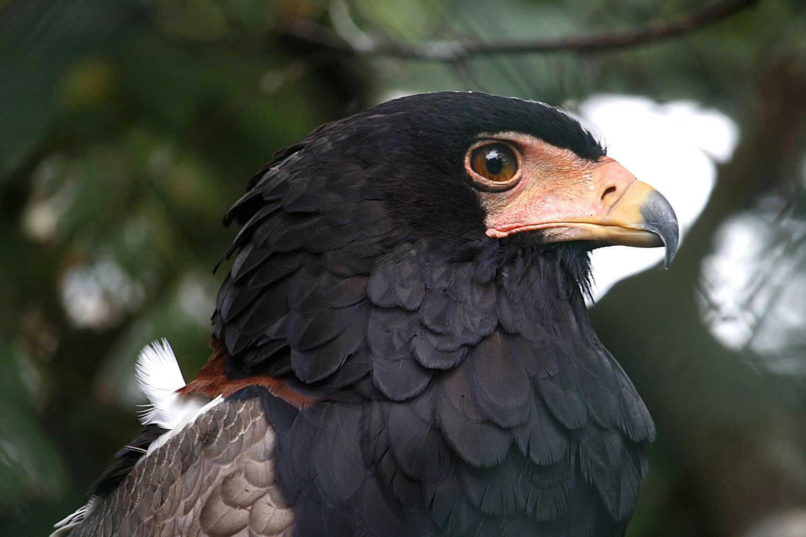 Canon EF-S 55-250mm F4-5.6 IS STM sample photo. Bird, raptor, bird of photography