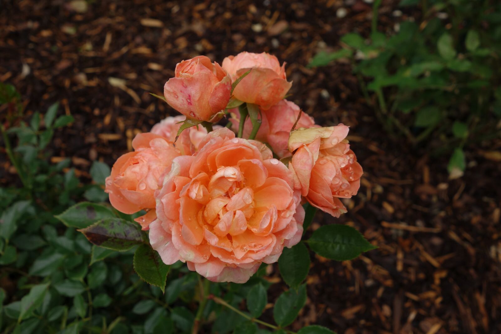 Sony Cyber-shot DSC-RX100 sample photo. Rose, blossom, bloom photography