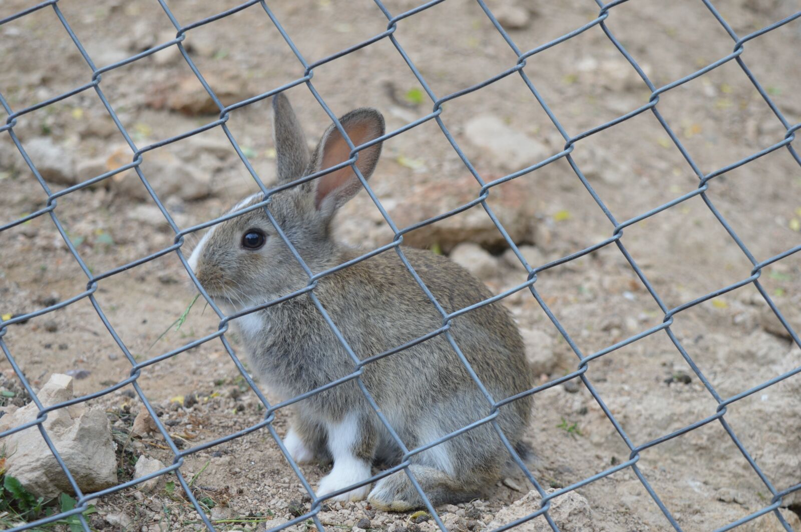 Nikon D3200 sample photo. Rabbit, wire, cute photography
