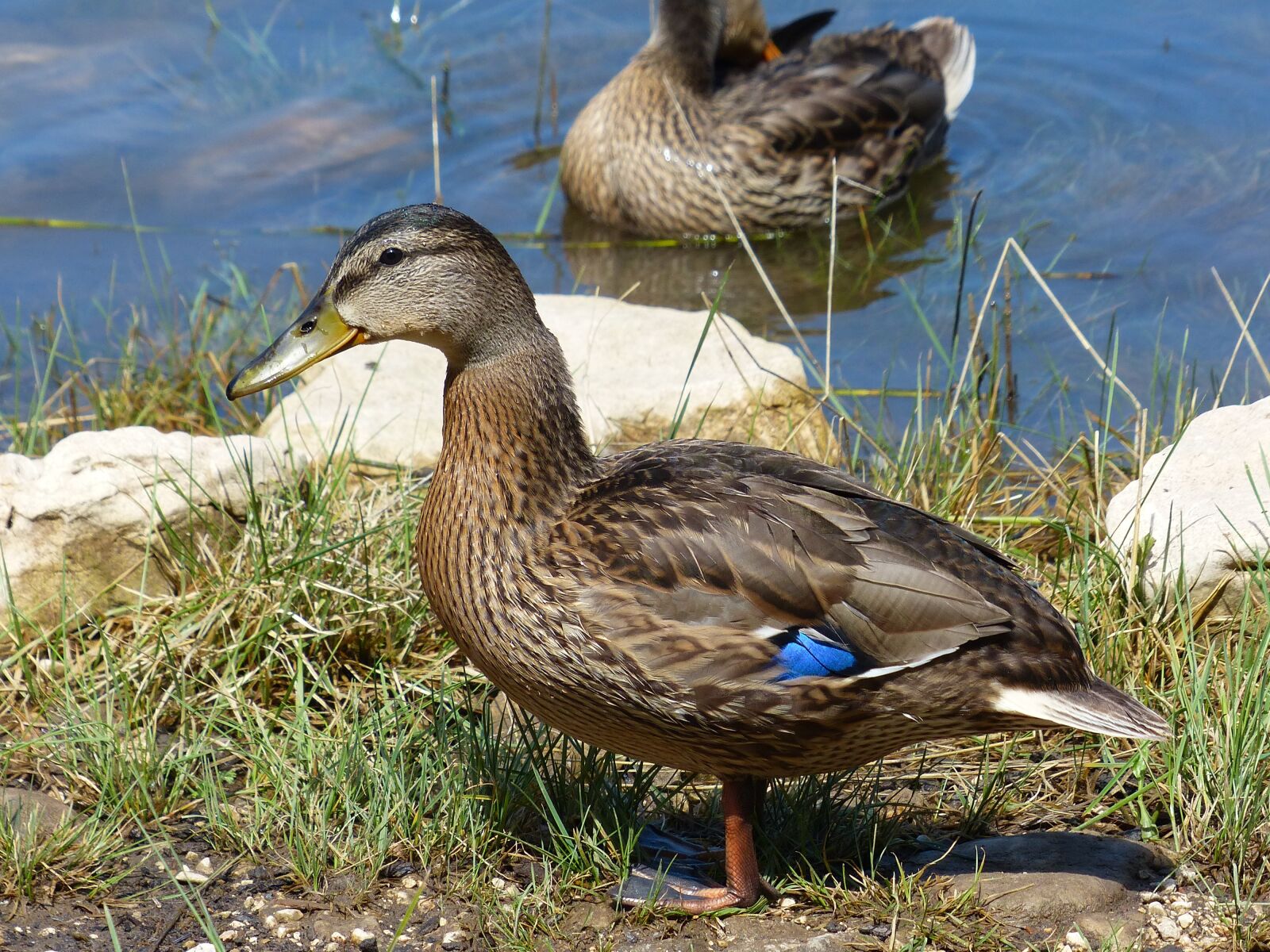 Panasonic Lumix DMC-FZ200 sample photo. Duck, lake, nature photography