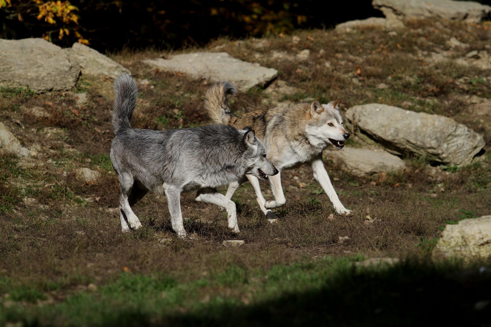 Canon EOS 7D + Canon EF 70-200mm F2.8L USM sample photo. Wolves, timber wolves, canada photography