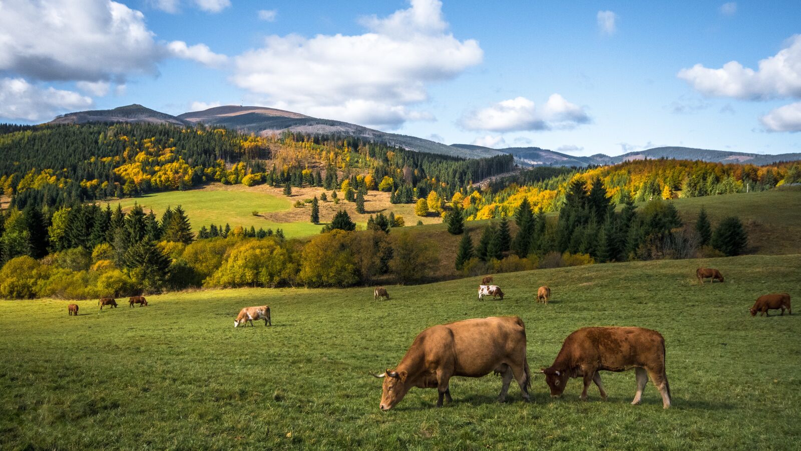 Nikon D500 sample photo. Autumn, nature, cows photography