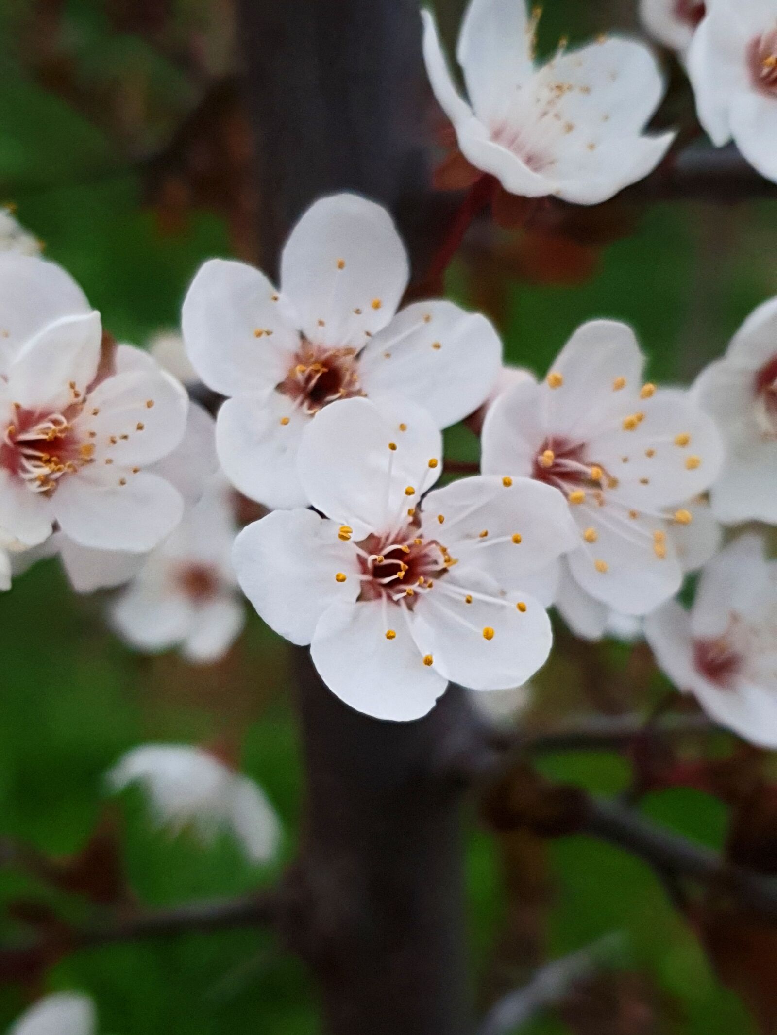 Samsung Galaxy S9 sample photo. Cherries, flowers, cherry blossom photography