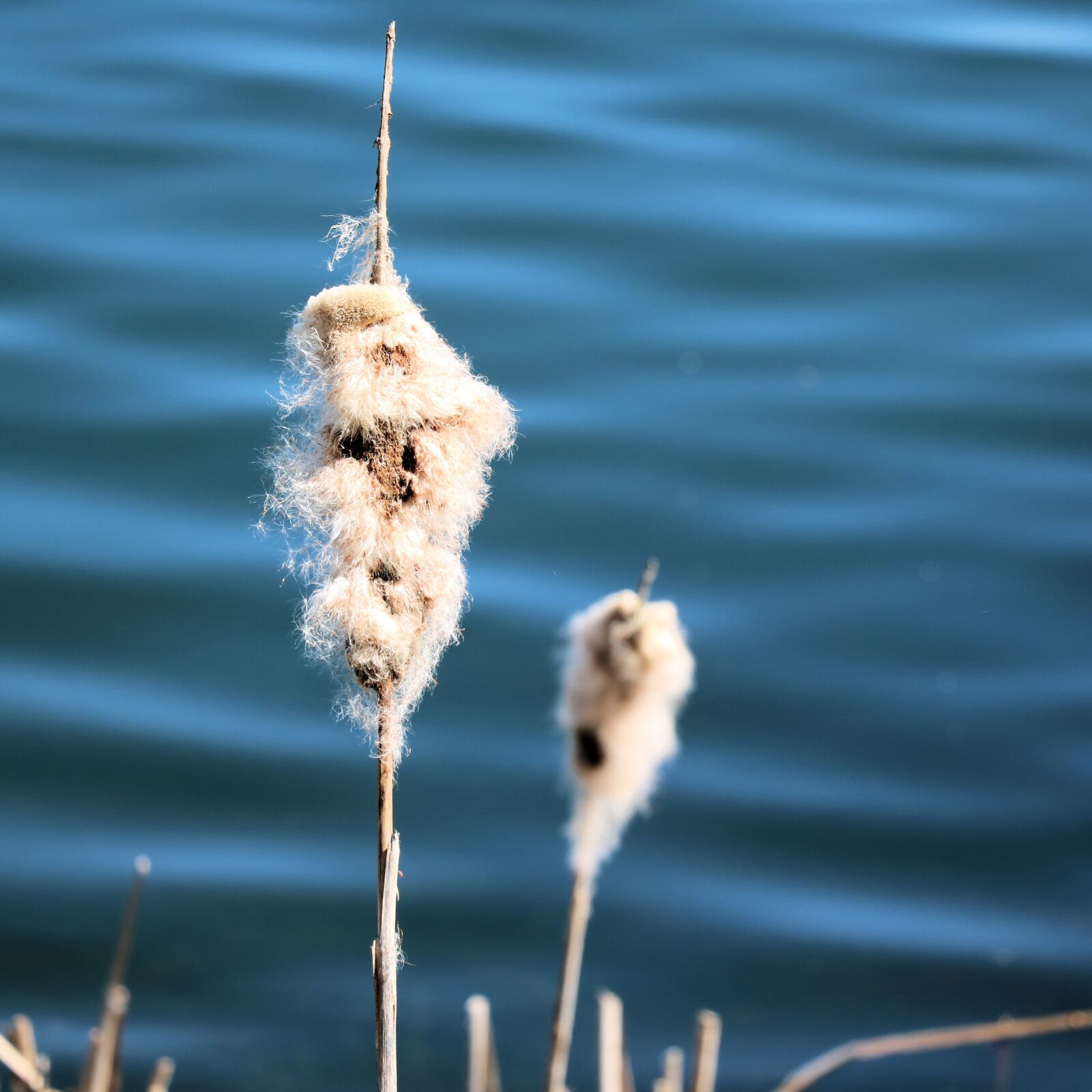 Canon EOS 750D (EOS Rebel T6i / EOS Kiss X8i) sample photo. Water, plant, flower photography