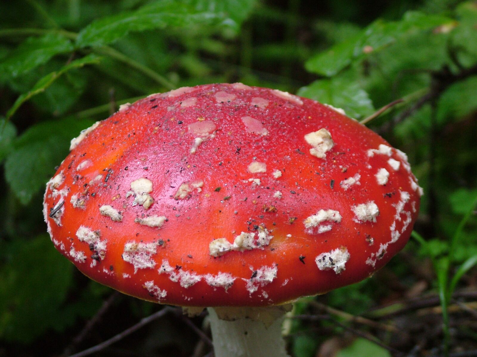 Fujifilm FinePix S7000 sample photo. Fly agaric, red, toxic photography