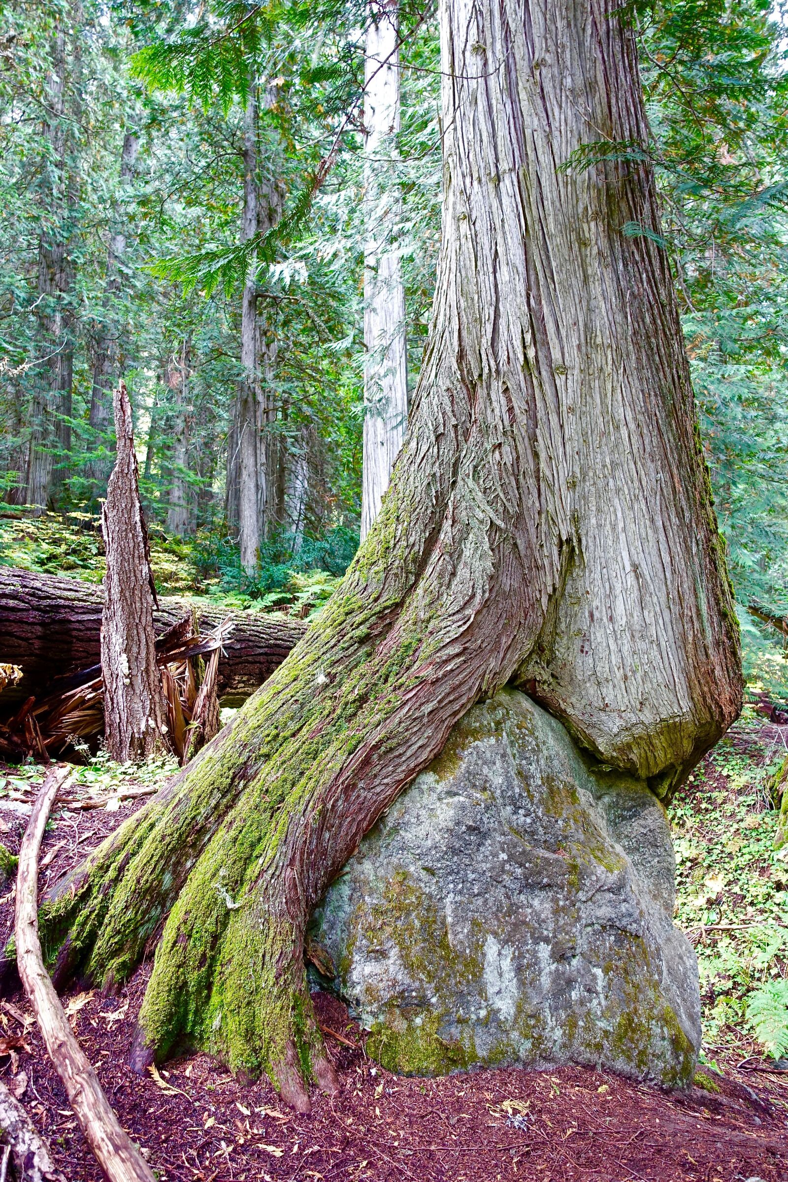 Sony Cyber-shot DSC-RX100 III sample photo. Trunk, rock, engulf photography
