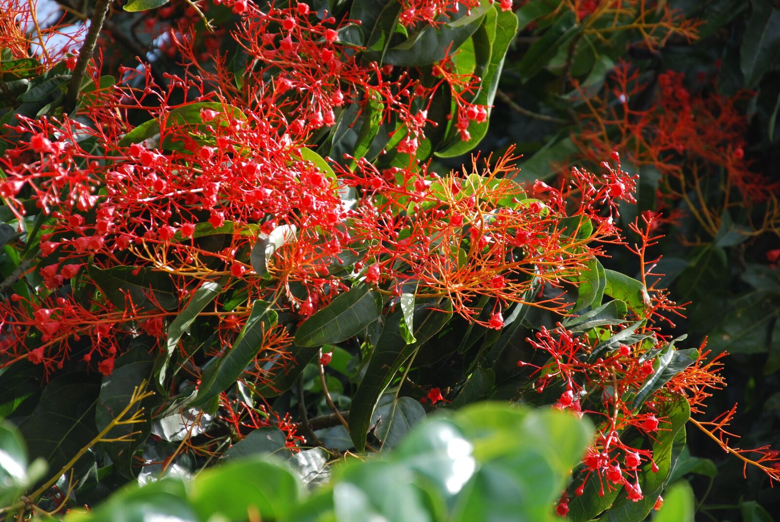 Nikon D60 sample photo. Flame tree, australian, flowers photography