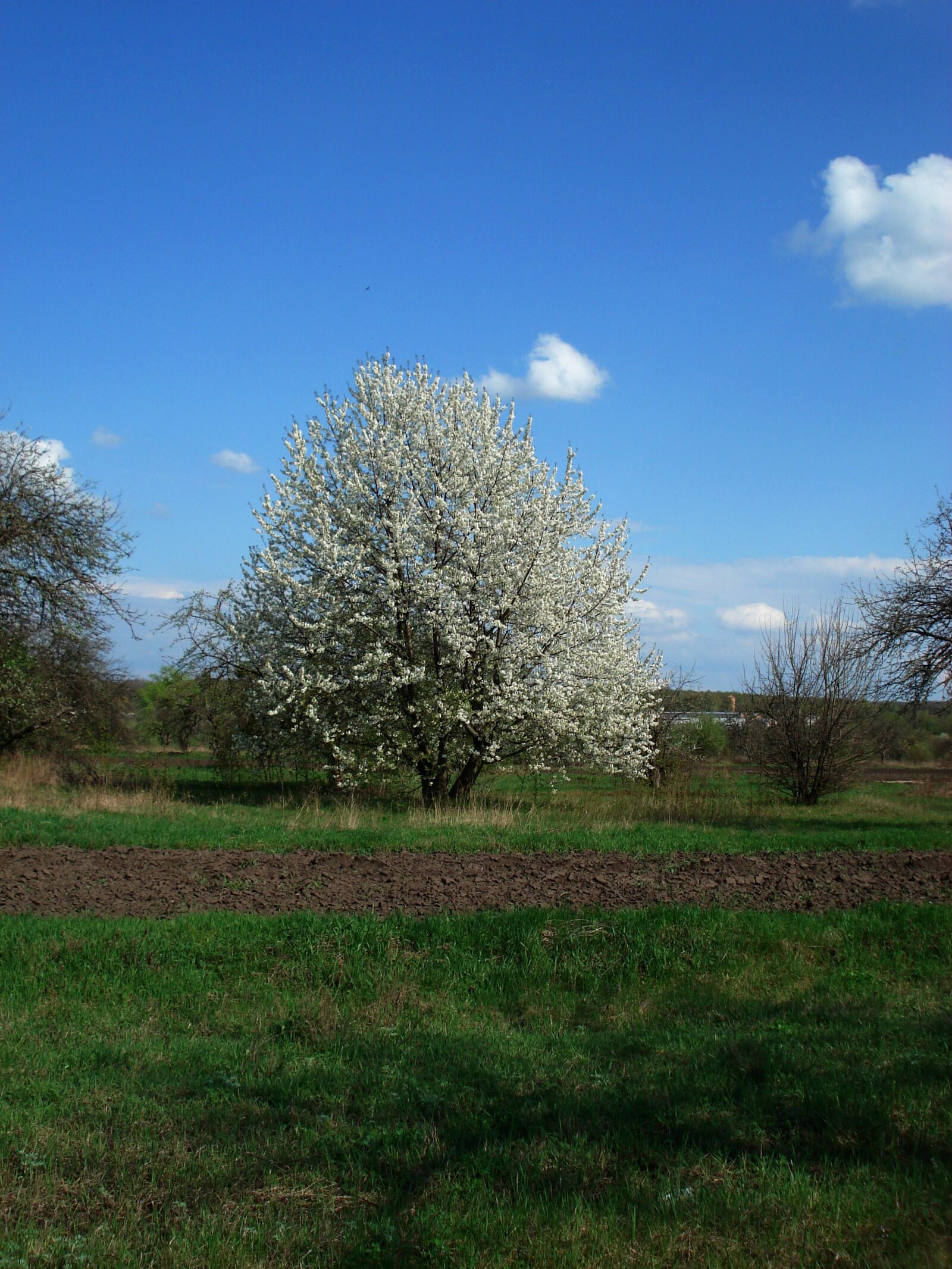 Sony DSC-W30 sample photo. Spring, flowering tree, sky photography