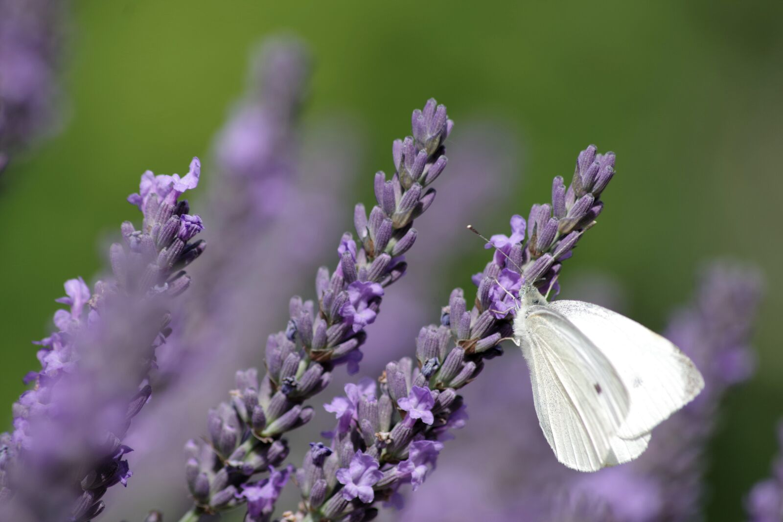 Pentax K-S2 sample photo. Lavender, butterfly, summer photography