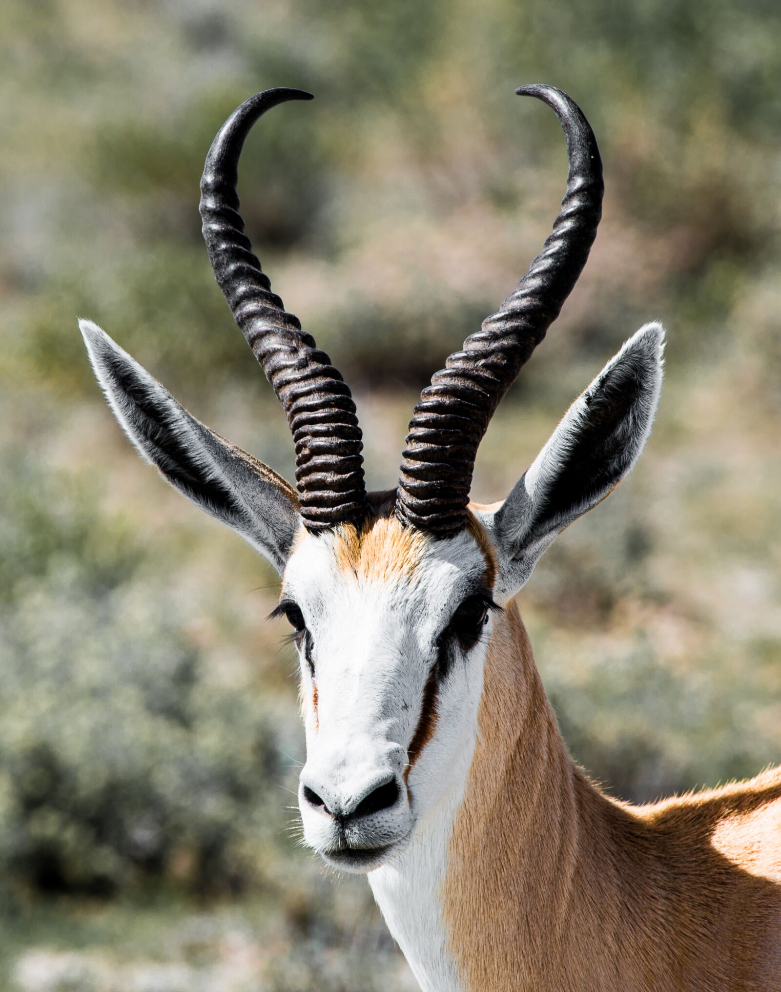 Nikon D800 sample photo. Gazelle, portrait, horns photography