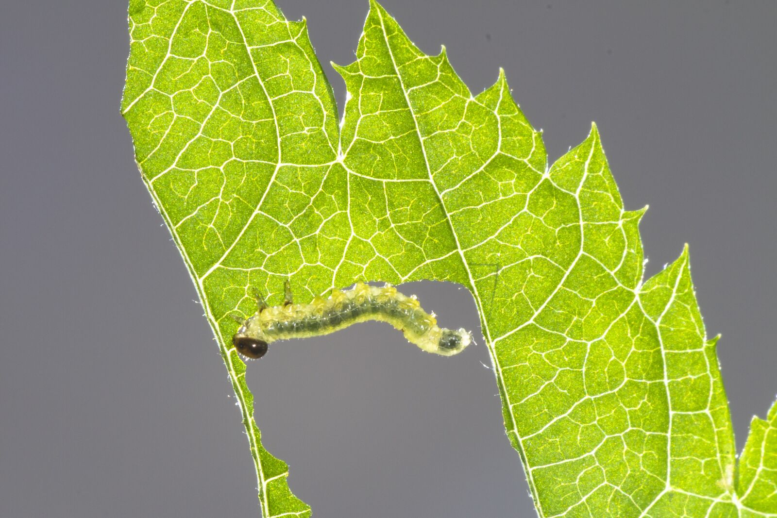 Canon EOS 7D sample photo. Sawflies larvae, caterpillar, leaf photography