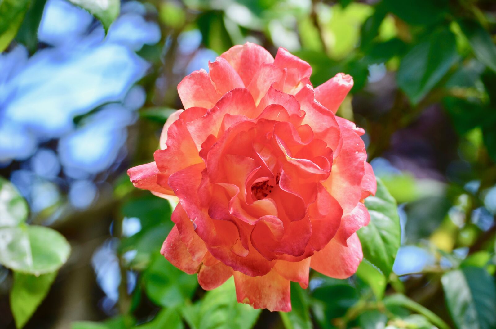 Nikon D5100 sample photo. Rose, blossom, bloom photography