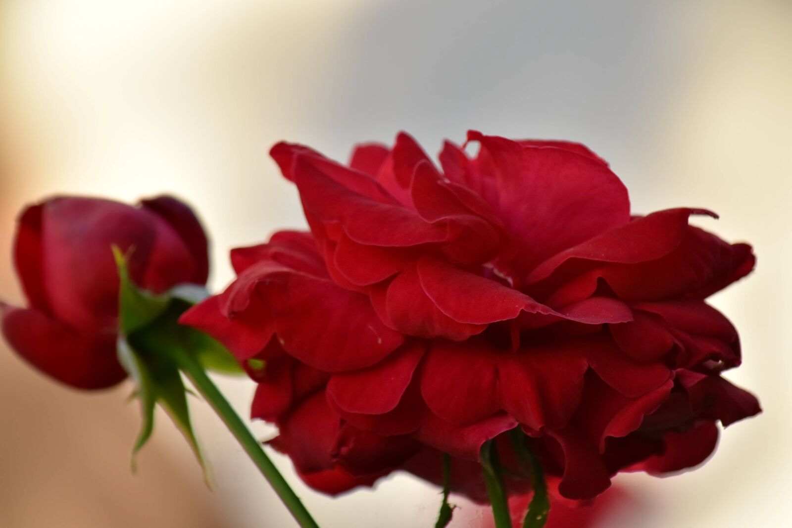 Nikon D5500 sample photo. Beautiful flowers, detail, romance photography