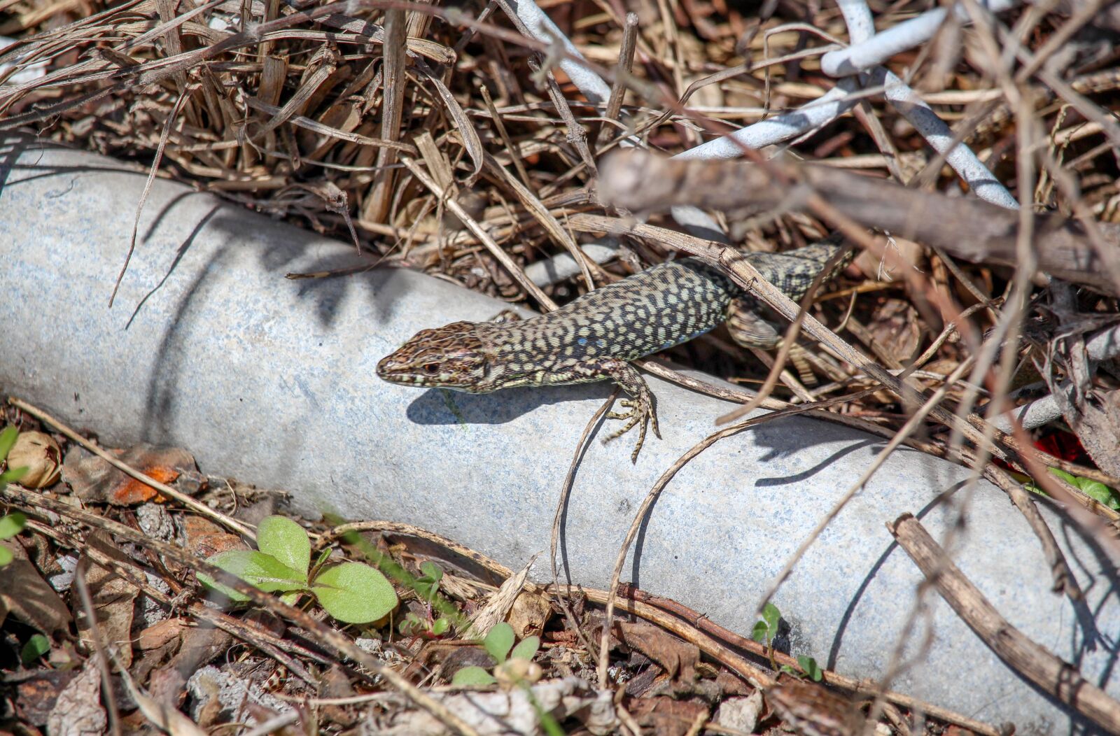 Canon EOS 700D (EOS Rebel T5i / EOS Kiss X7i) sample photo. Lizard, nature, wood photography