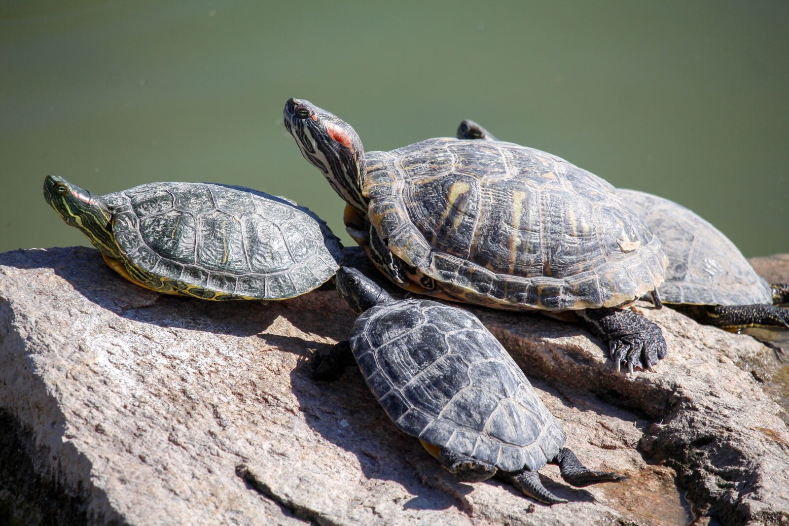 Canon EOS 700D (EOS Rebel T5i / EOS Kiss X7i) sample photo. Turtle, reptile, tortoise photography