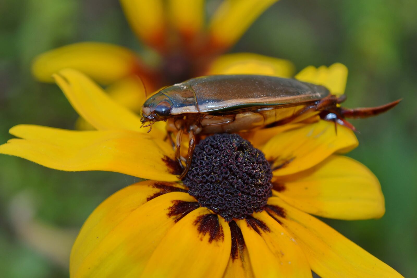 Nikon D5500 sample photo. Beetle, flower, pistil, animal photography