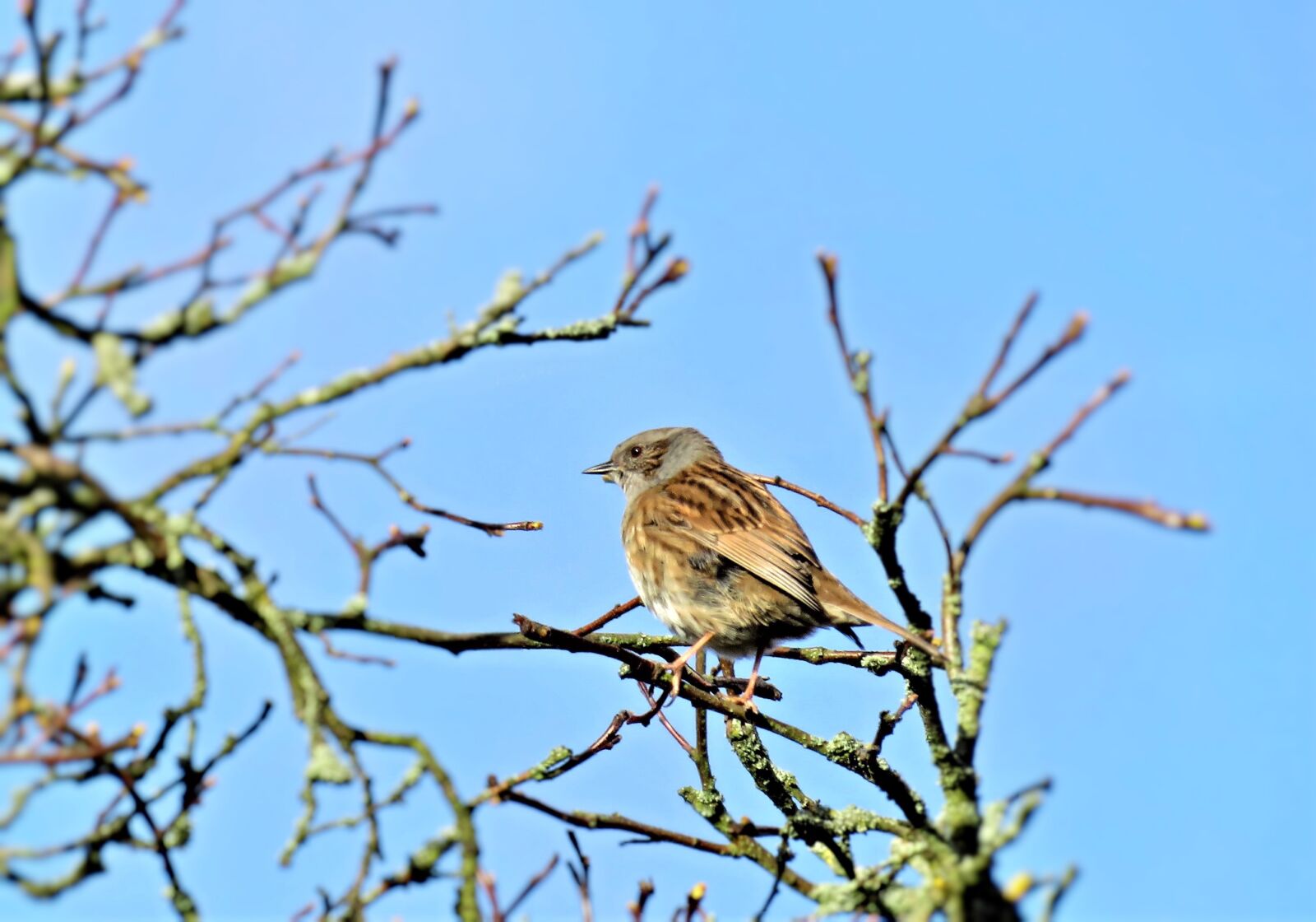 Canon PowerShot SX710 HS sample photo. Bird, dunnock, songbird photography