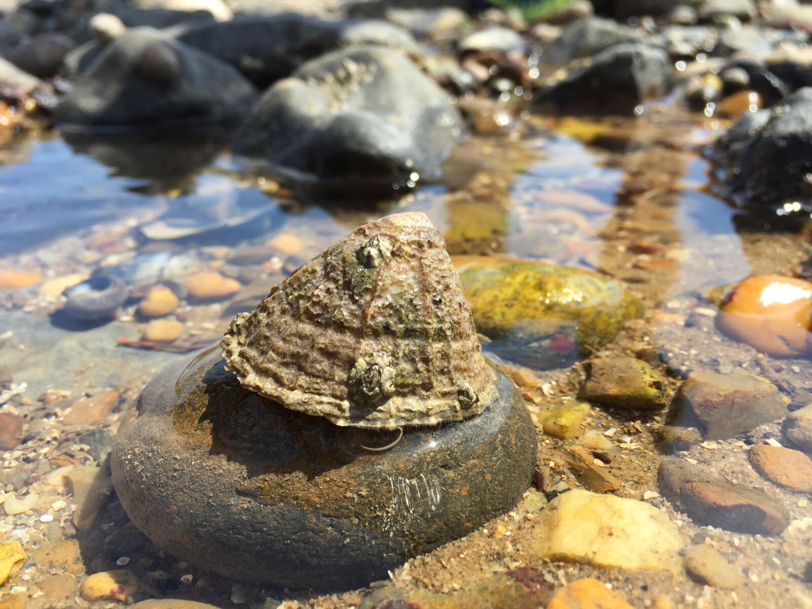 Apple iPhone 6 sample photo. Bay, ocean, tide pool photography