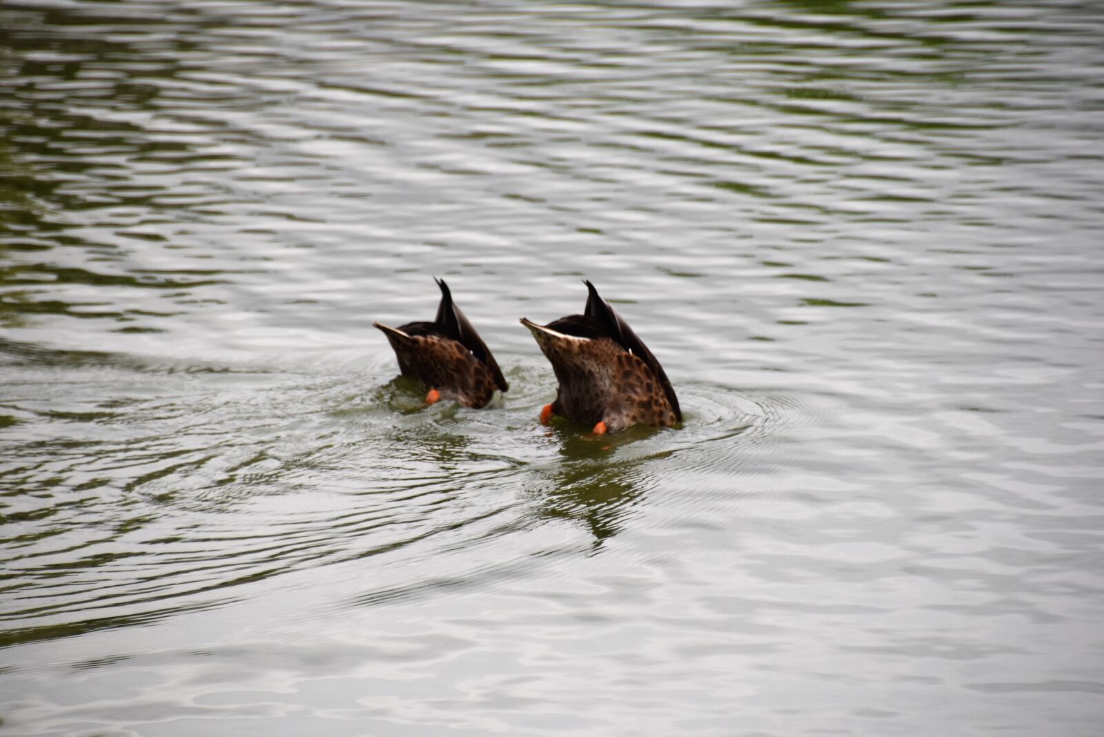 Nikon D5600 sample photo. Duck, lake, wild ducks photography