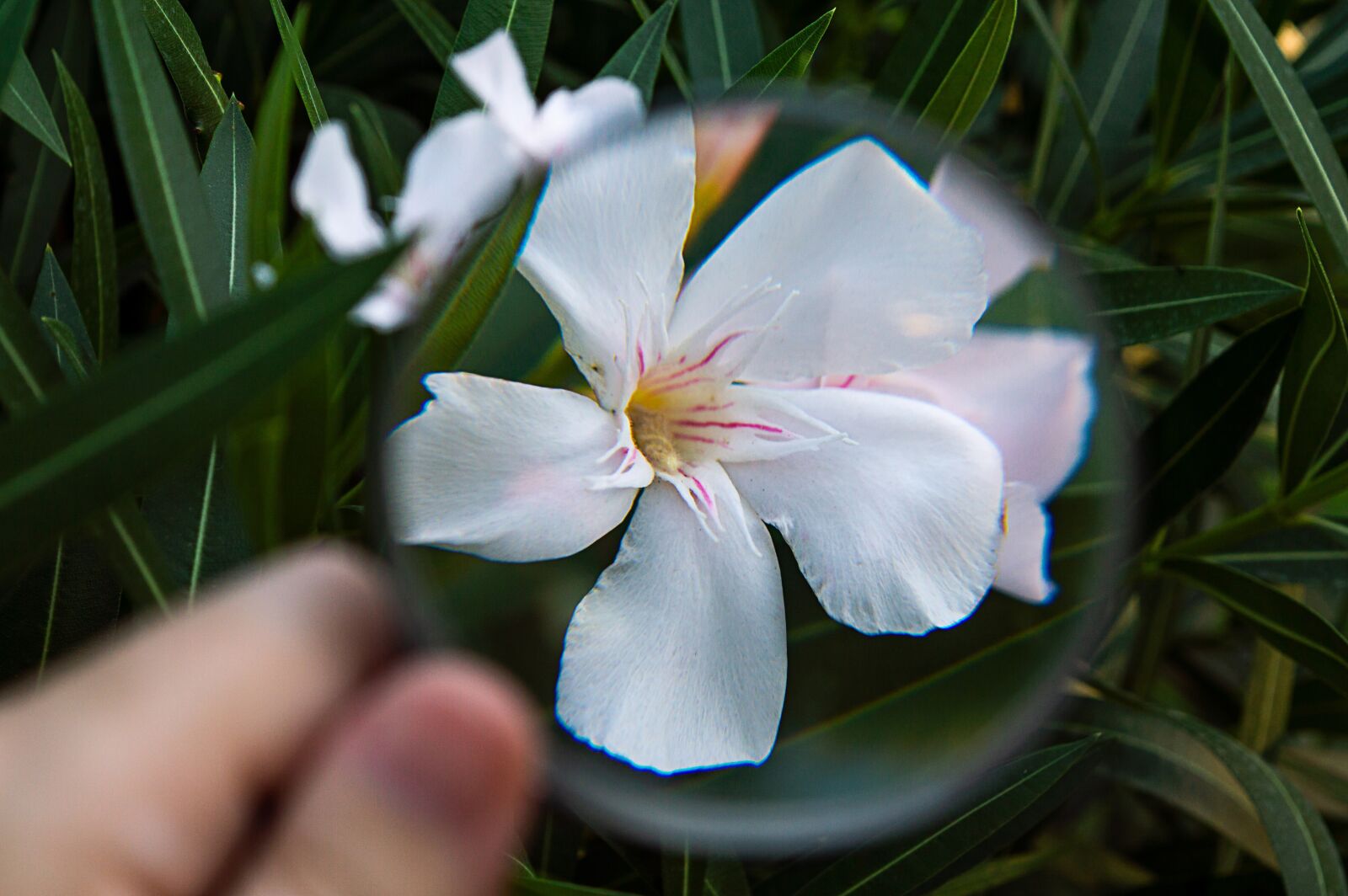 Nikon D3200 sample photo. Oleander, white, magnify glass photography