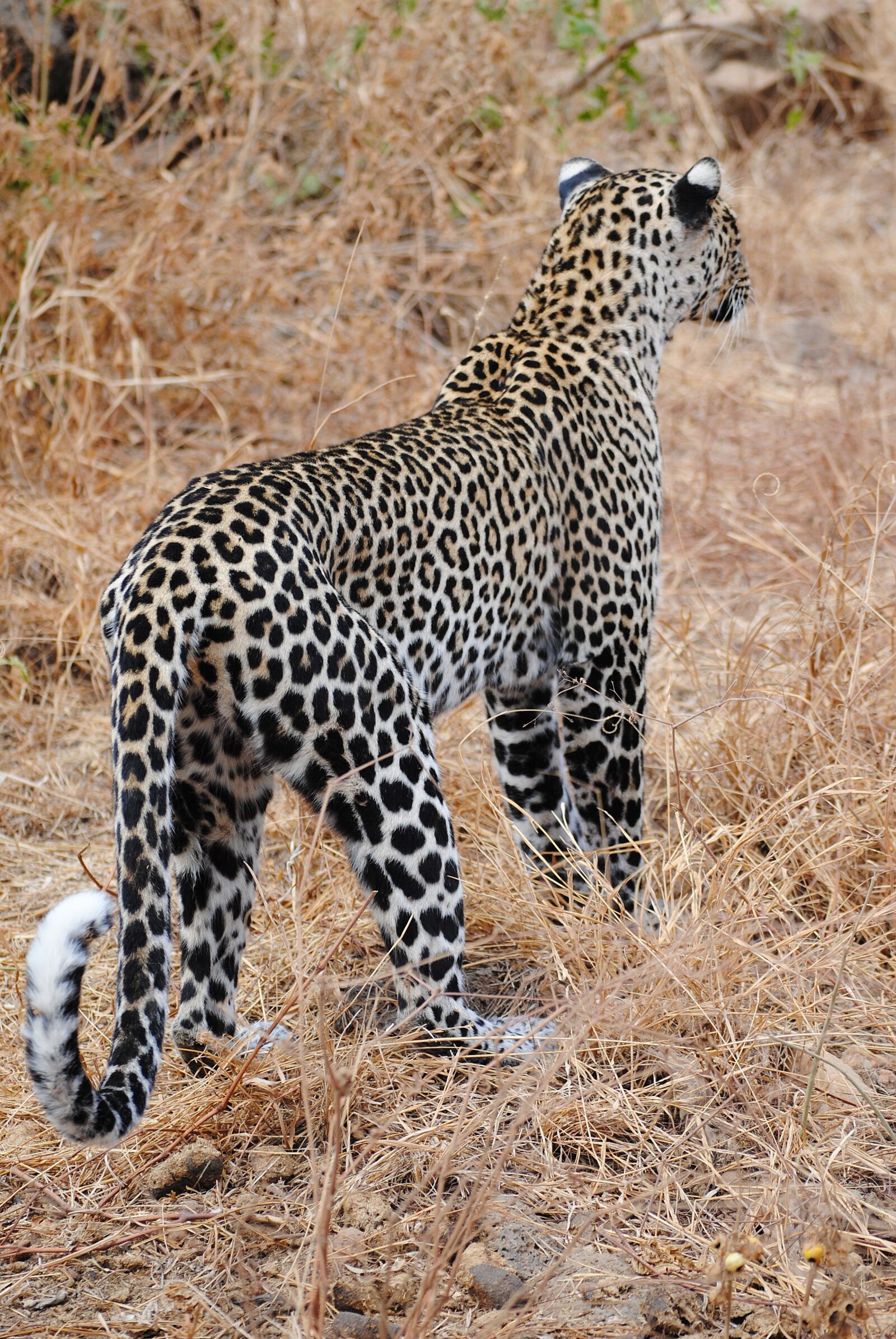 Nikon D3000 sample photo. Leopard, big cat, wildcat photography