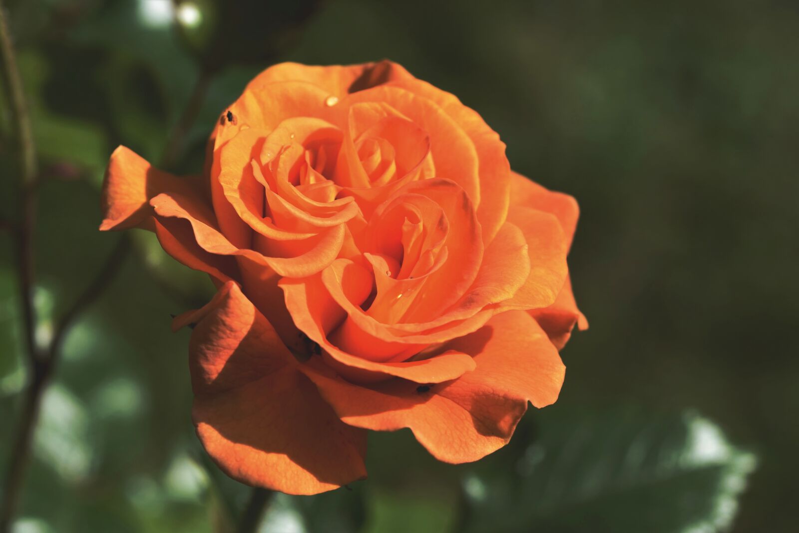 Nikon D7200 sample photo. Rose, rose bloom, garden photography