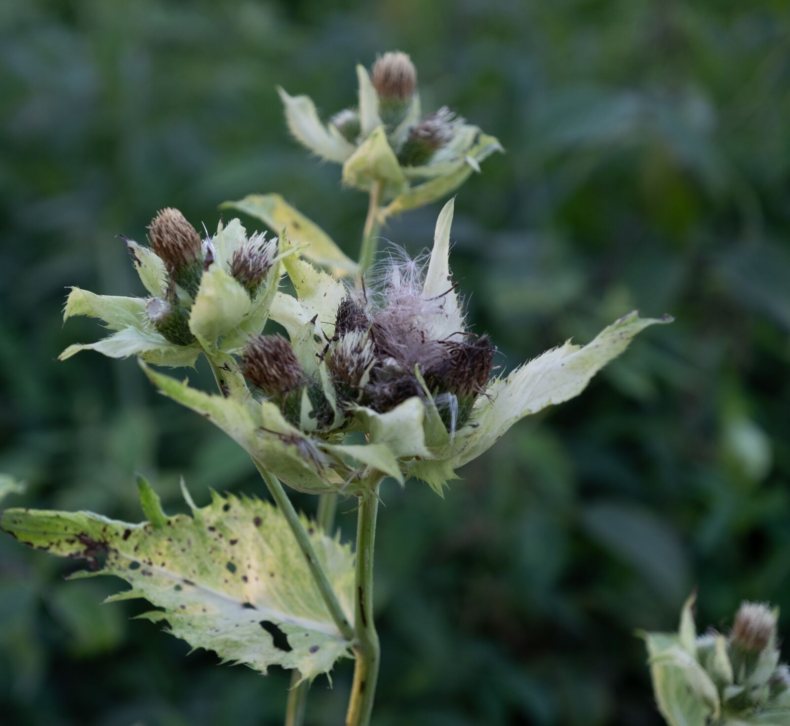 Fujifilm X-T2 sample photo. Flowers, bud, nature photography
