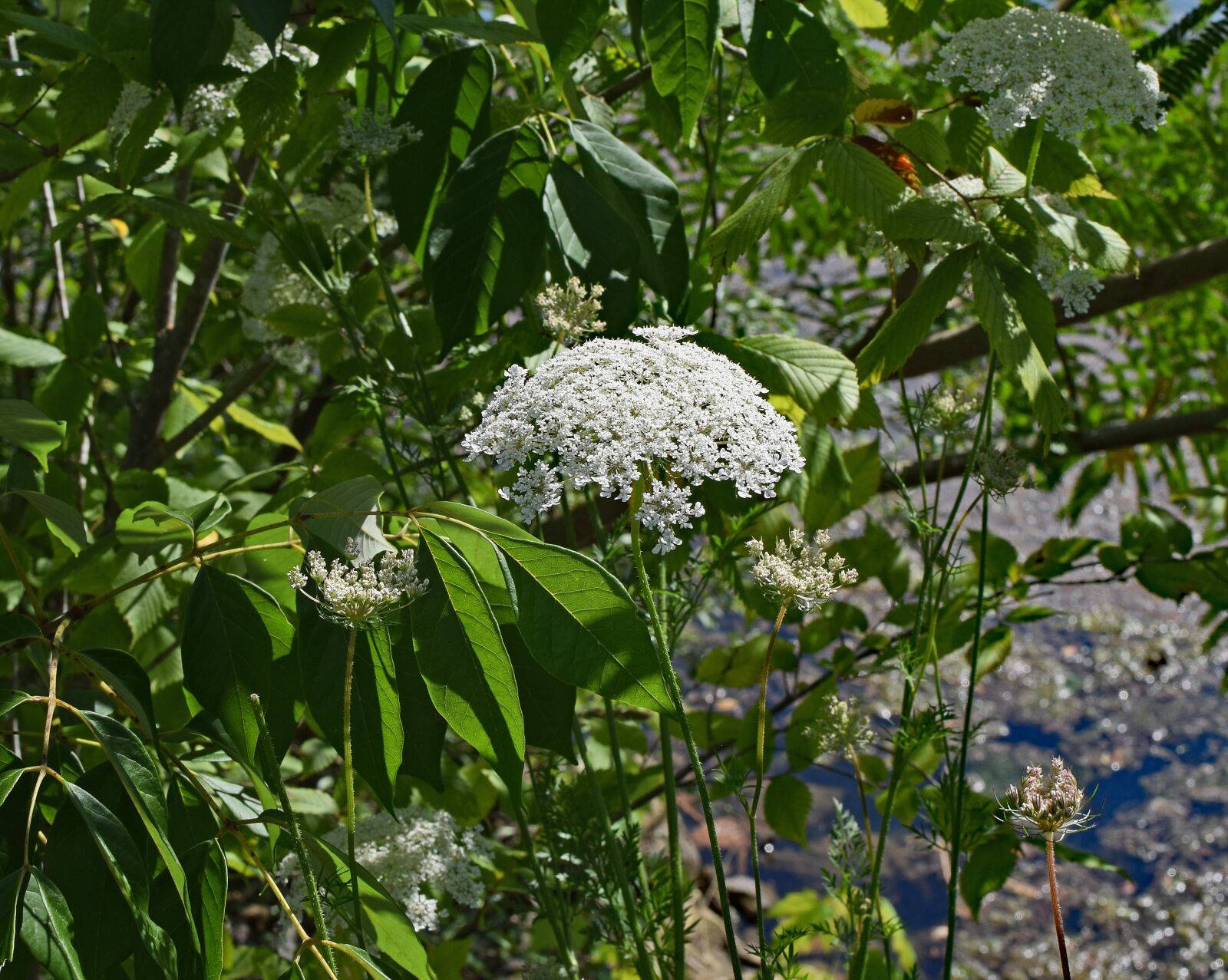 Nikon D3300 sample photo. Queen anne's lace with photography