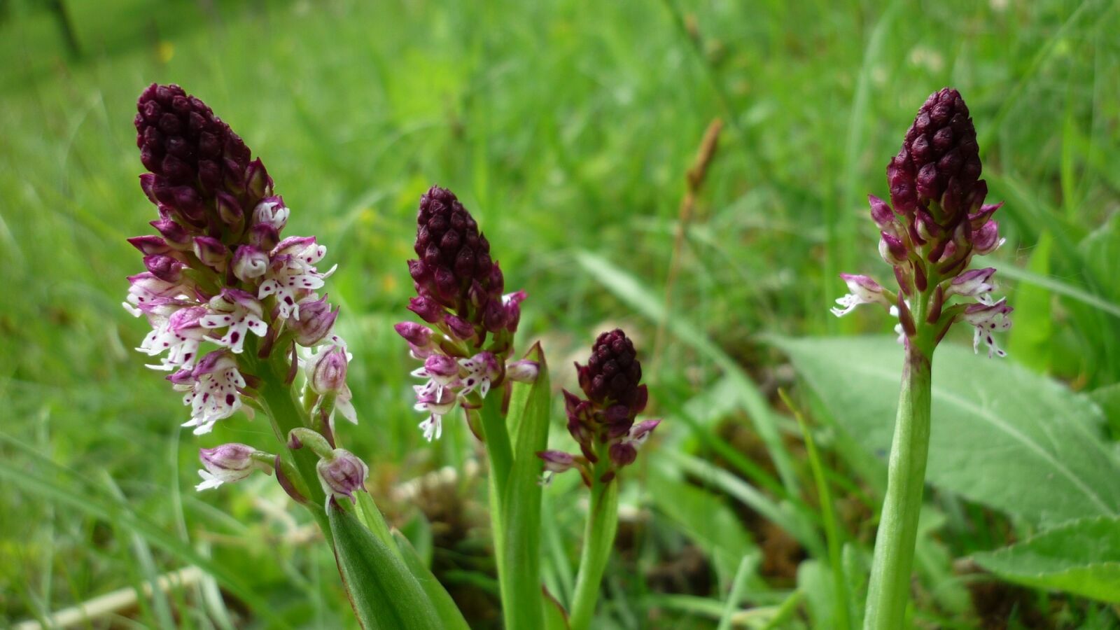 Panasonic Lumix DMC-FS6 sample photo. Orchis ustulata, brand boys photography