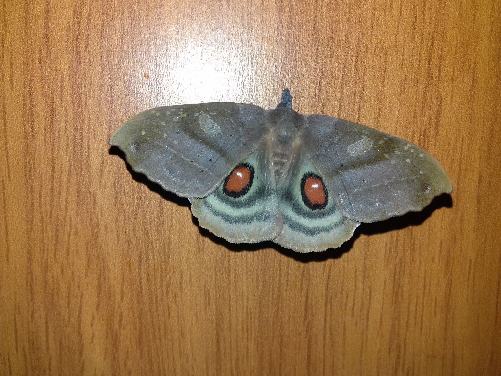 Samsung Galaxy J3(2016) sample photo. Mariposa, butterfly, lepidopteran photography