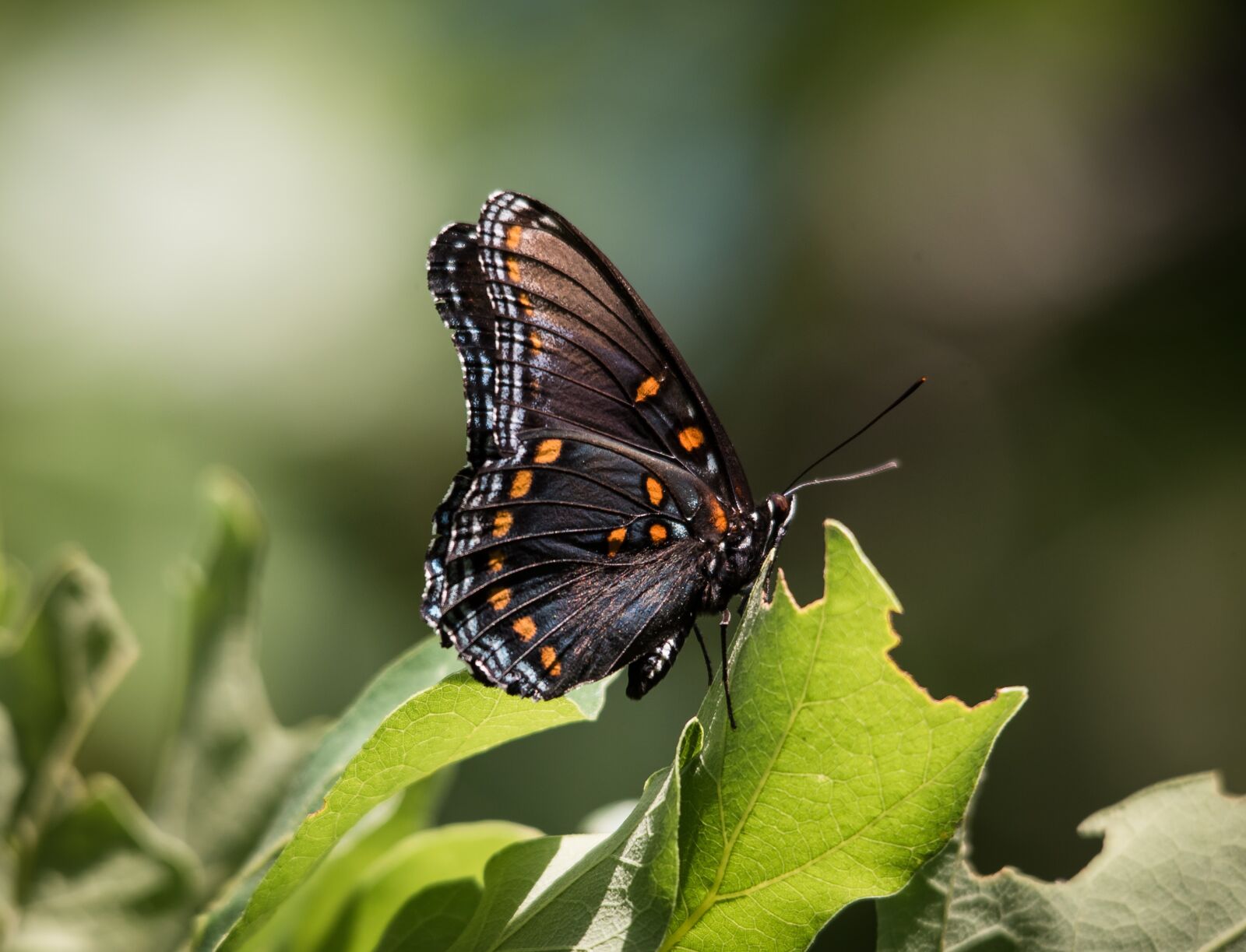 Nikon D750 sample photo. Butterfly, nature, insect photography