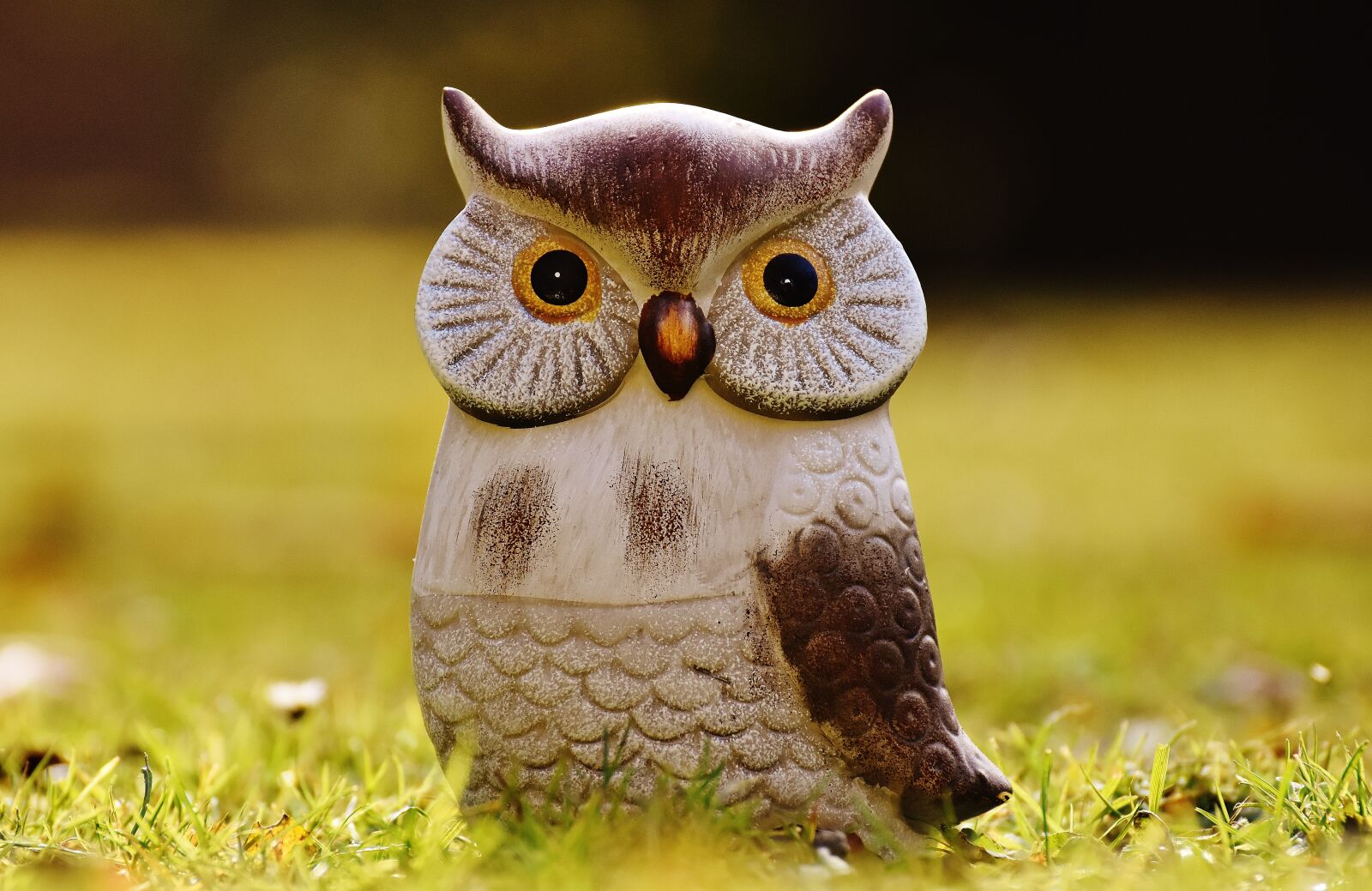 Nikon D7200 sample photo. Owl, bird, funny photography