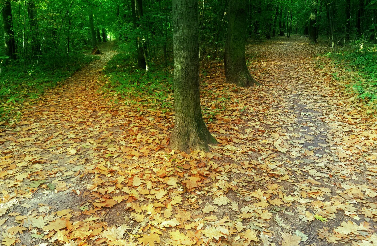 Nikon D3100 sample photo. Landscape, nature, forest photography