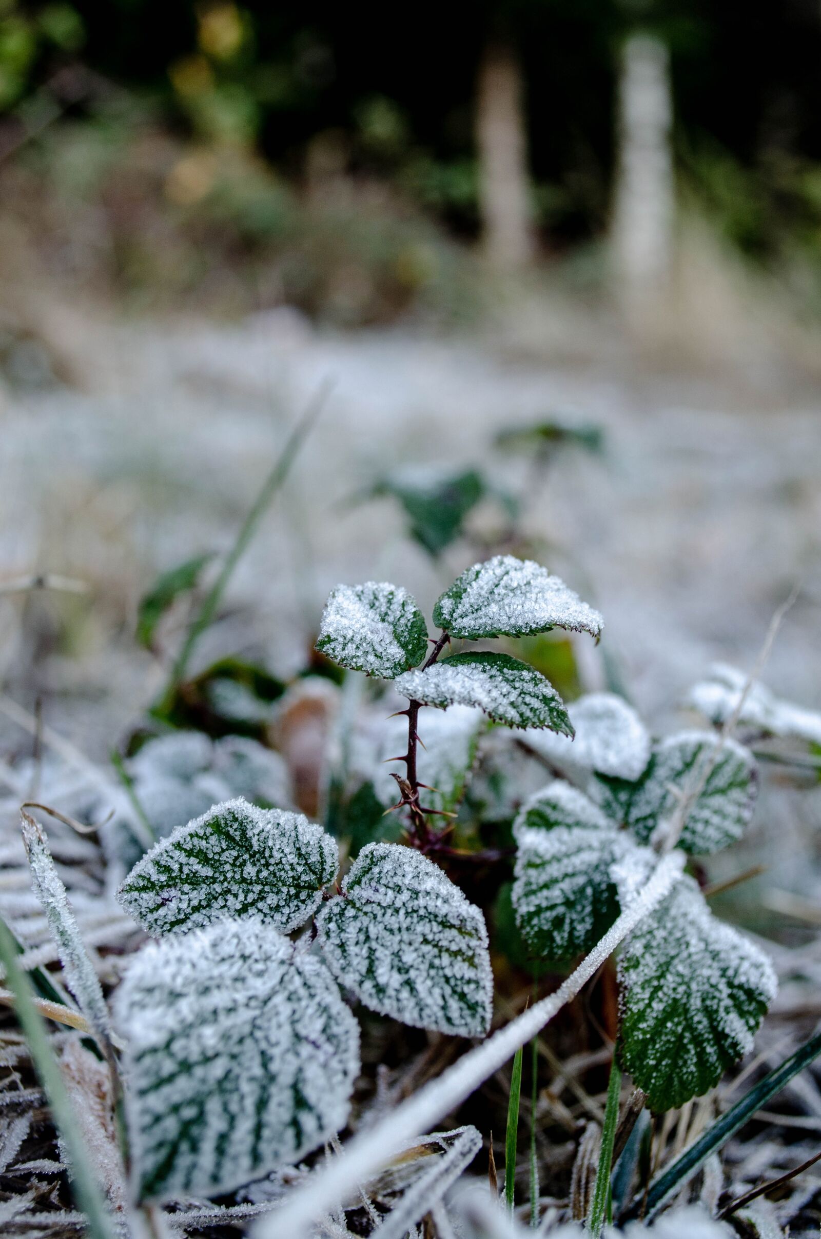 Nikon D5100 sample photo. Frost, berries, leaves photography