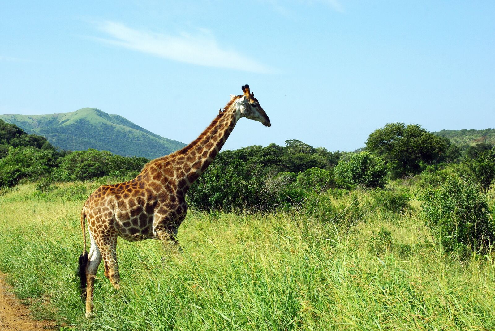 Pentax K200D sample photo. South africa, giraffe, park photography