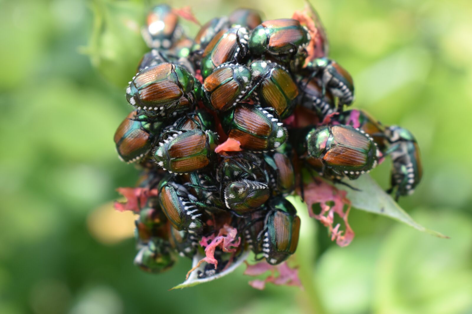 Nikon D3500 sample photo. Beetle, insect, scarab photography