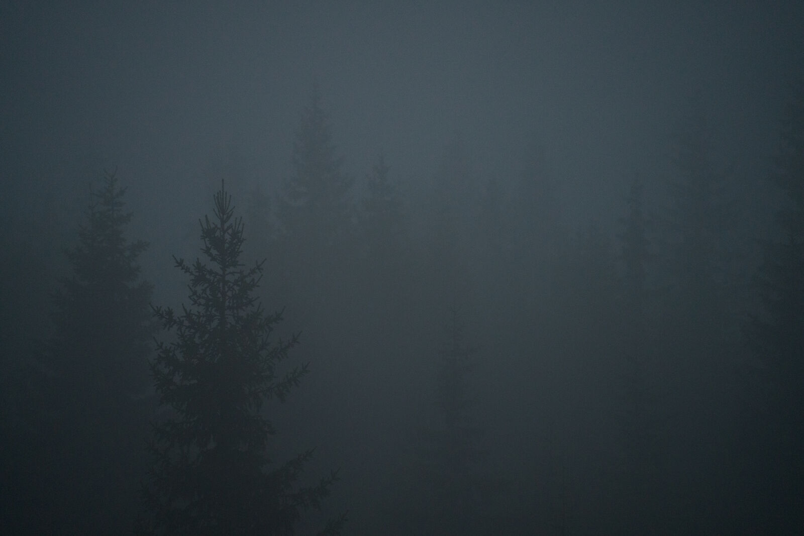 Sony a7R V sample photo. Dark misty morning photography