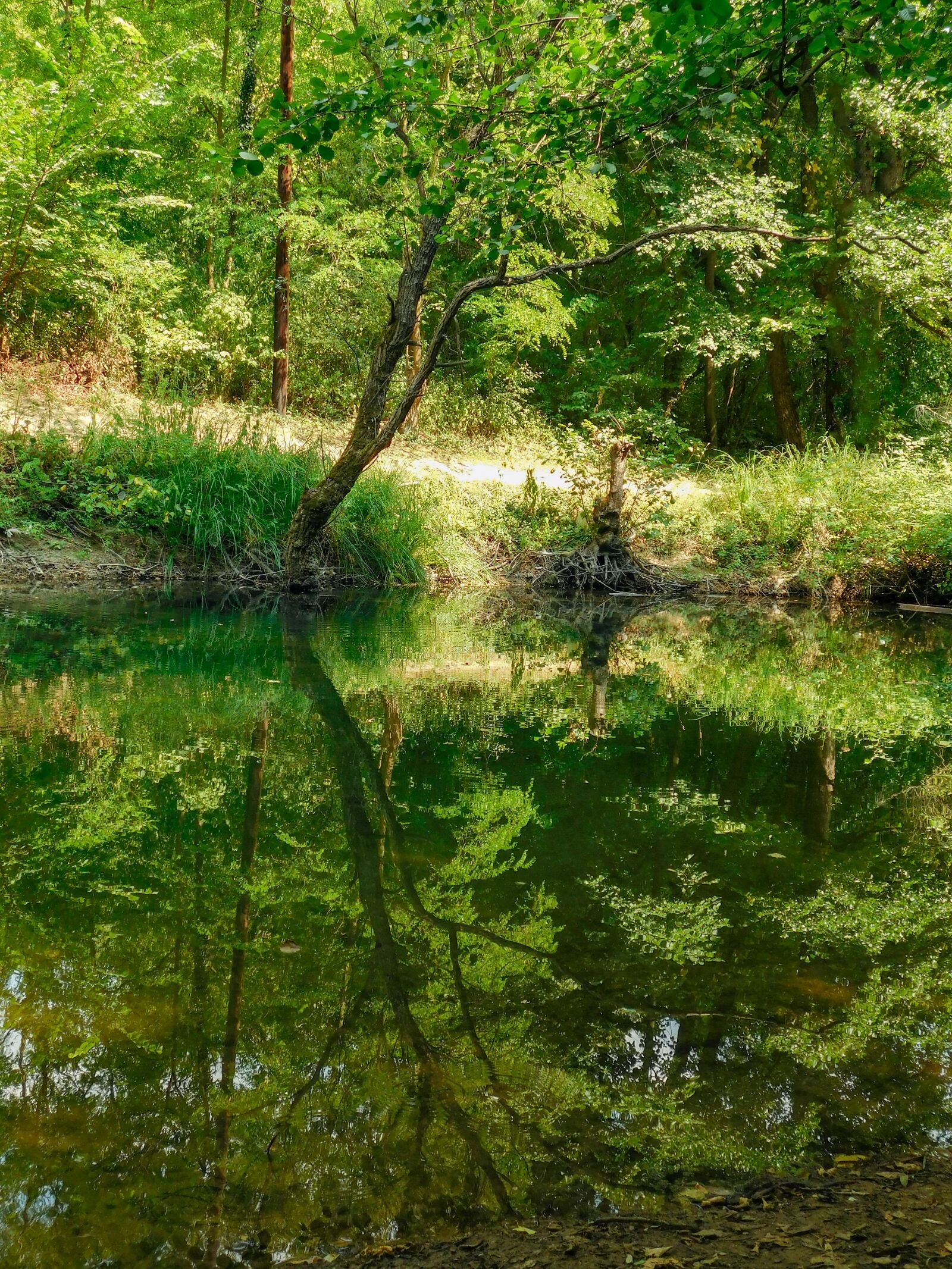 Nikon Coolpix L840 sample photo. Reflection, water, forest photography