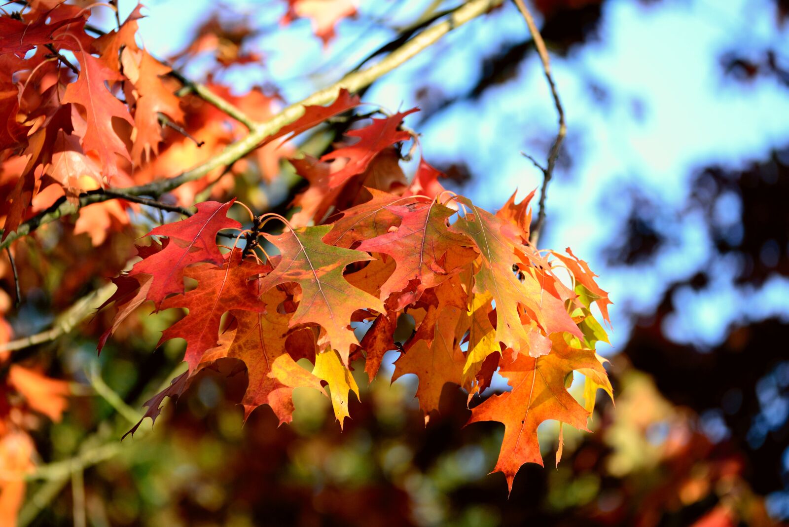 Nikon D610 sample photo. Fall foliage, oak, oak photography