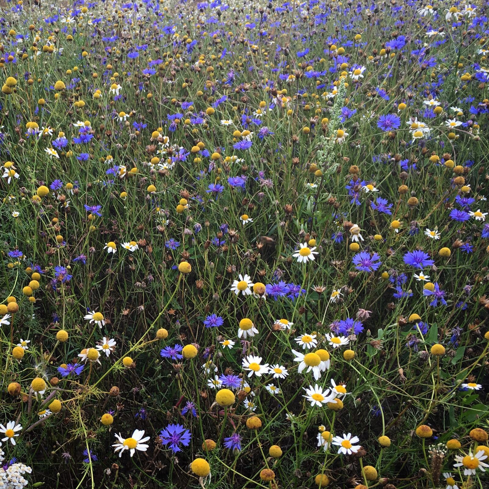 Apple iPhone 6s sample photo. Flowers, meadow, nature photography