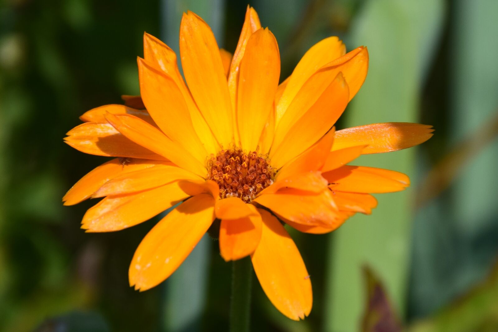 Nikon D5300 sample photo. Orange, rose, garden photography