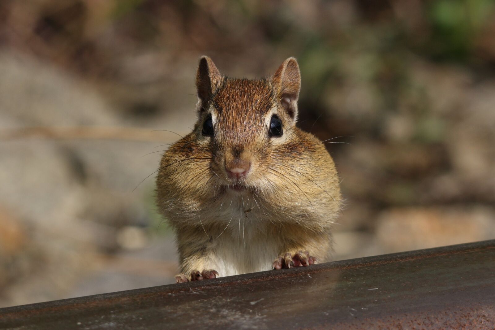 Canon EOS 40D sample photo. Chipmunk, looking, portrait photography