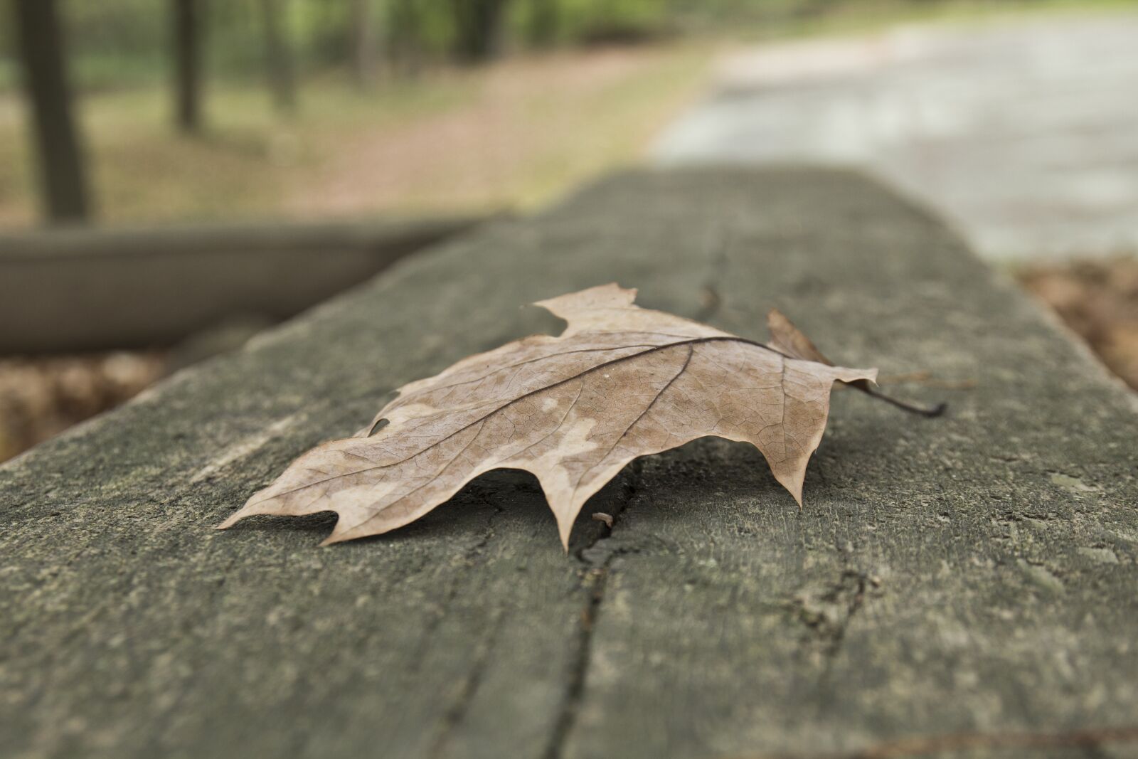 Canon EOS 600D (Rebel EOS T3i / EOS Kiss X5) sample photo. Leaf, autumn, fall photography