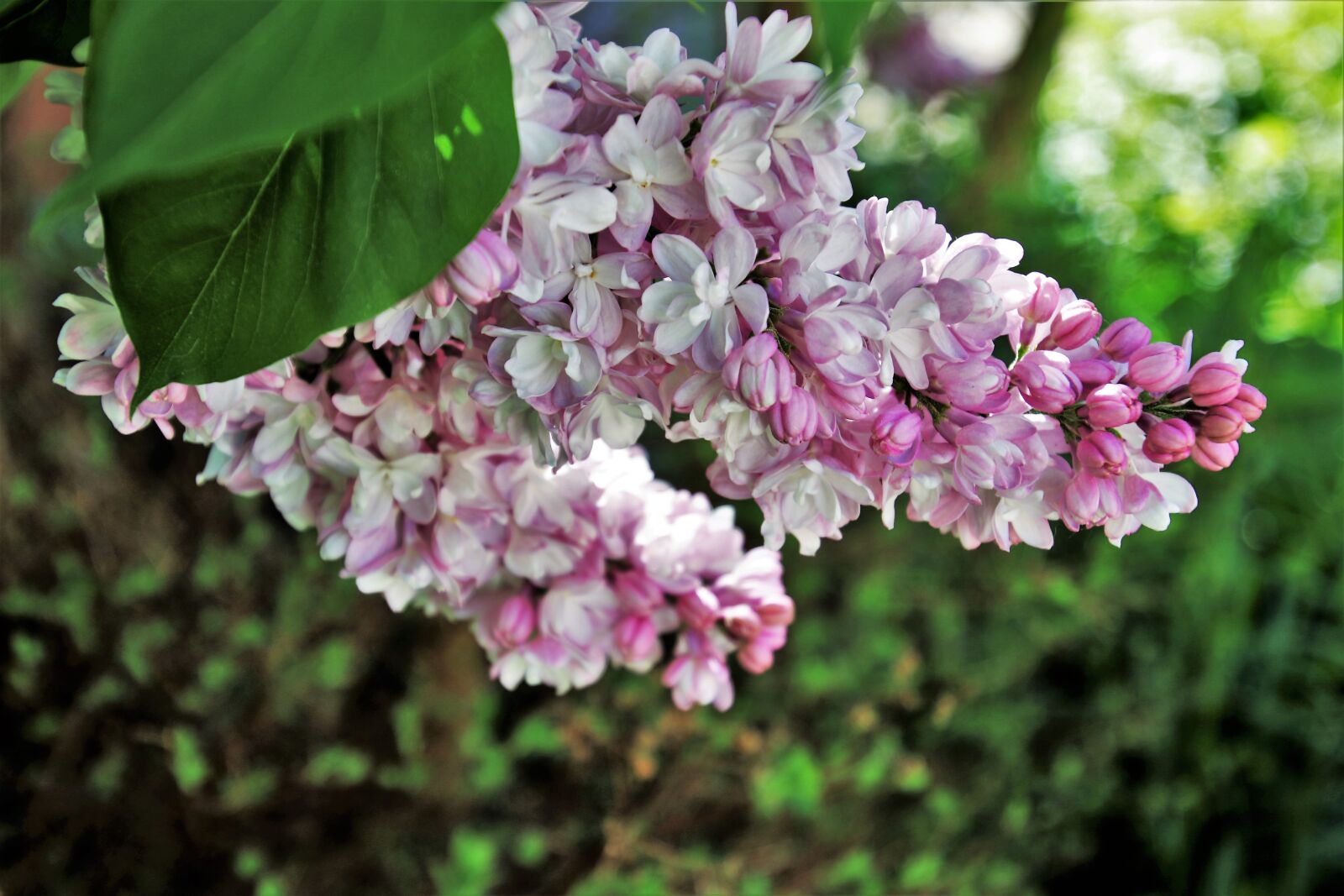 Canon EOS 80D sample photo. Without, lilac, flower photography