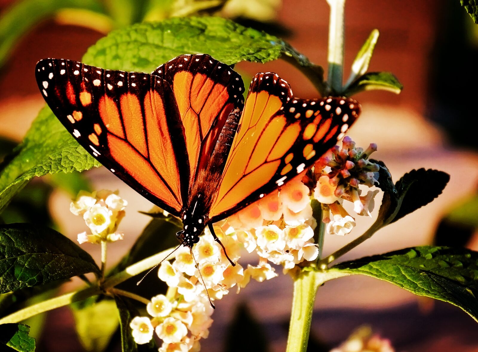 Canon EOS 650D (EOS Rebel T4i / EOS Kiss X6i) sample photo. Monarch, butterfly, nature photography