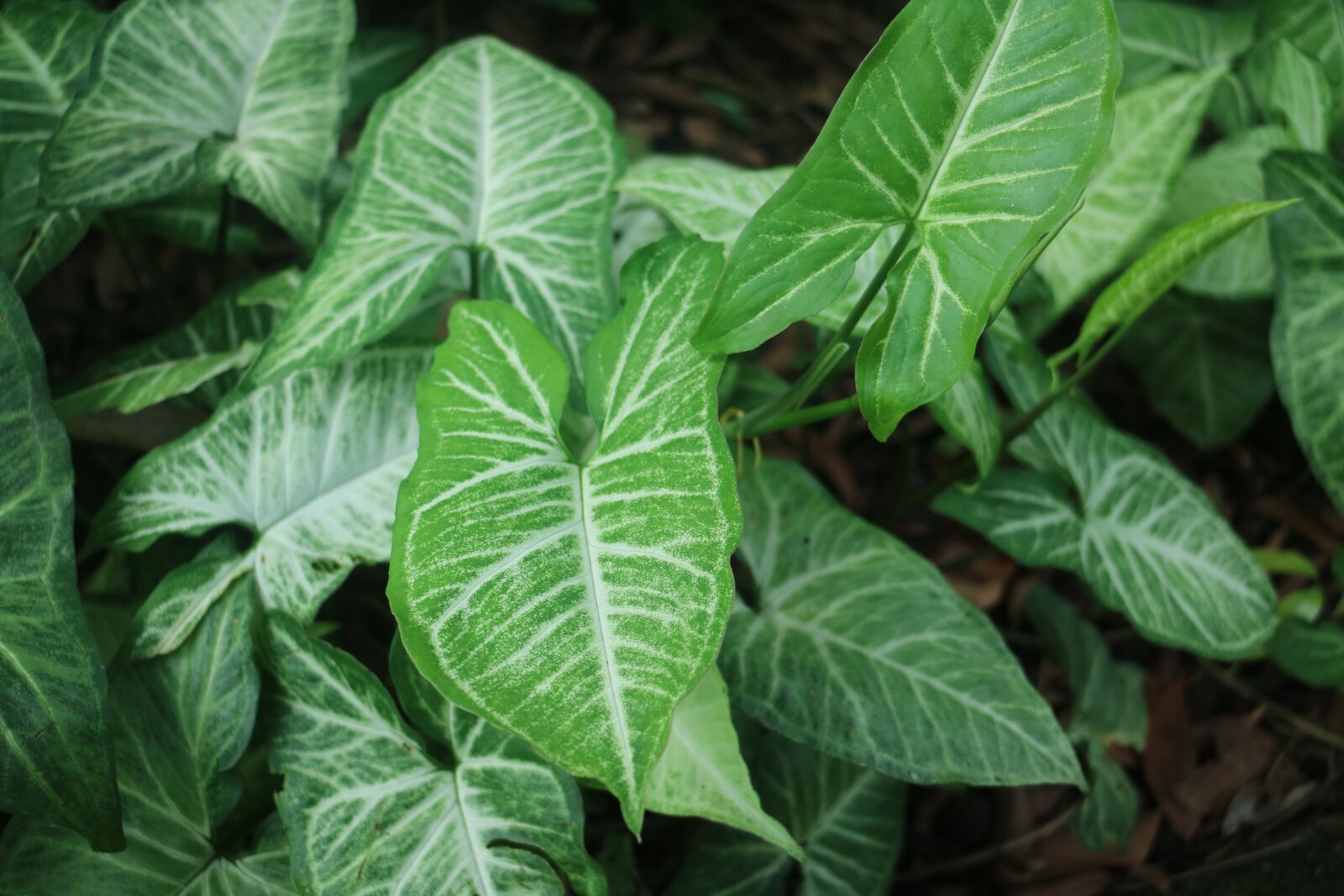 Canon EOS M3 sample photo. Leaf, plant, green plants photography