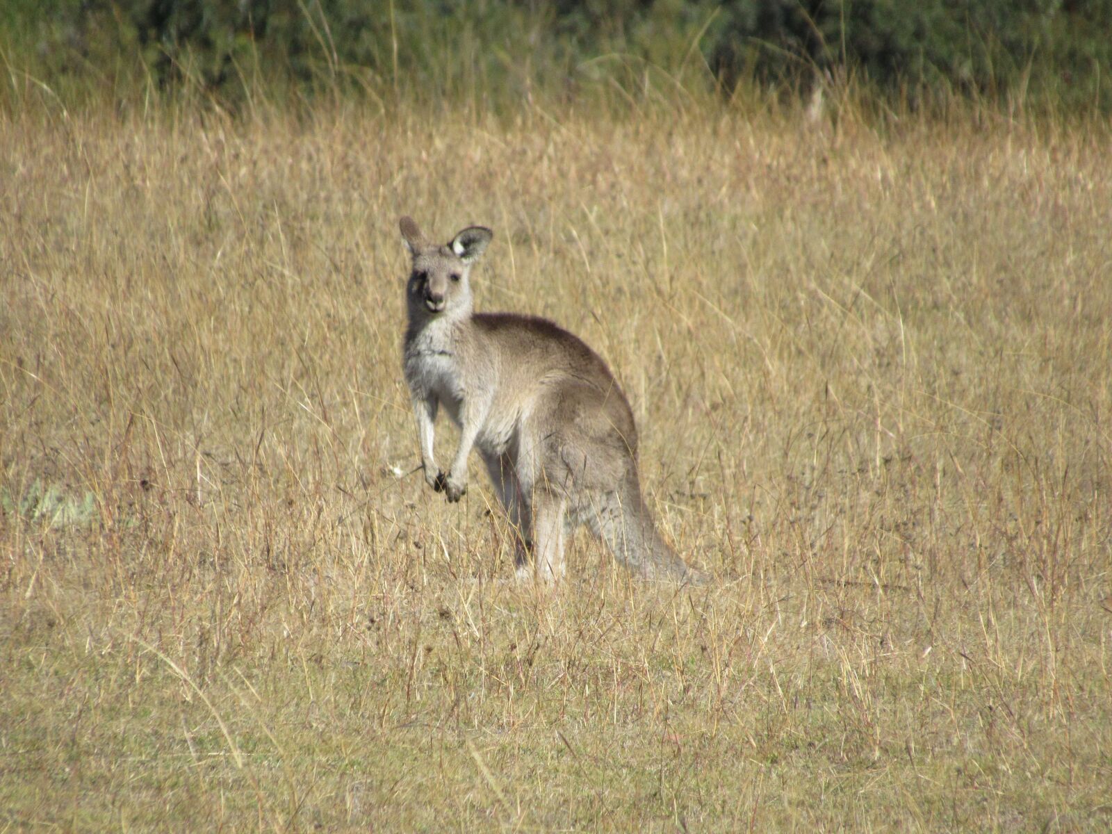 Canon PowerShot SX530 HS sample photo. Kangaroo, australia, tidbinbilla photography