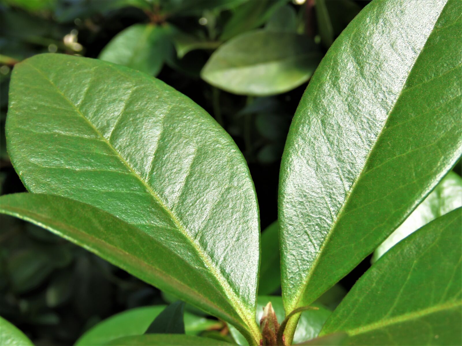 Canon PowerShot SX60 HS sample photo. Leaf, flora, growth photography