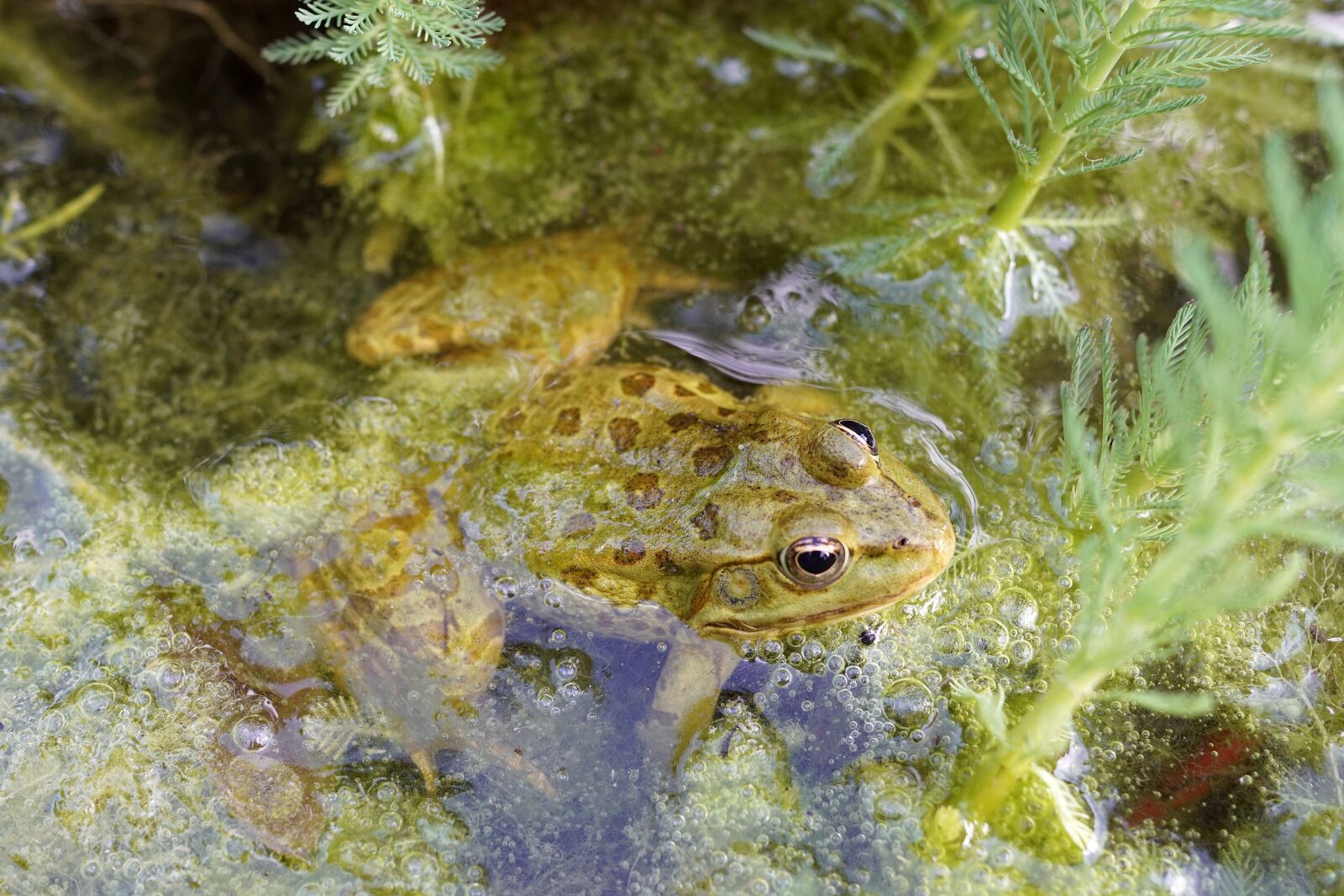 Sony SLT-A68 + Sony DT 35mm F1.8 SAM sample photo. Frog, gerardo, nature photography